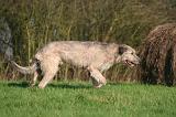 IRISH WOLFHOUND 336